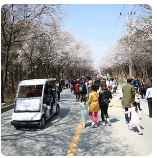 벚꽃 축제 일정 2024 벚꽃 만개 시기