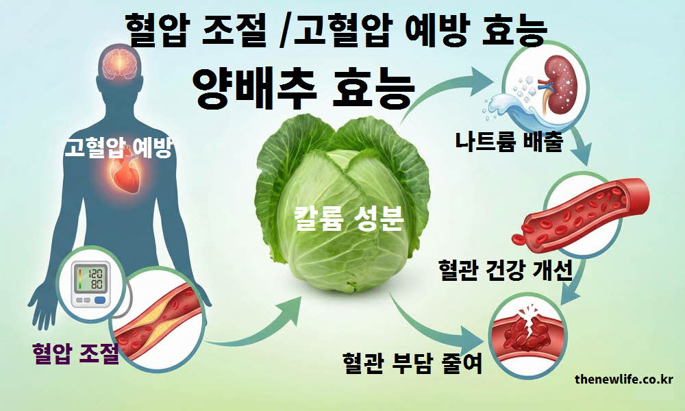 양배추 효능 혈압 조절 고혈압 예방