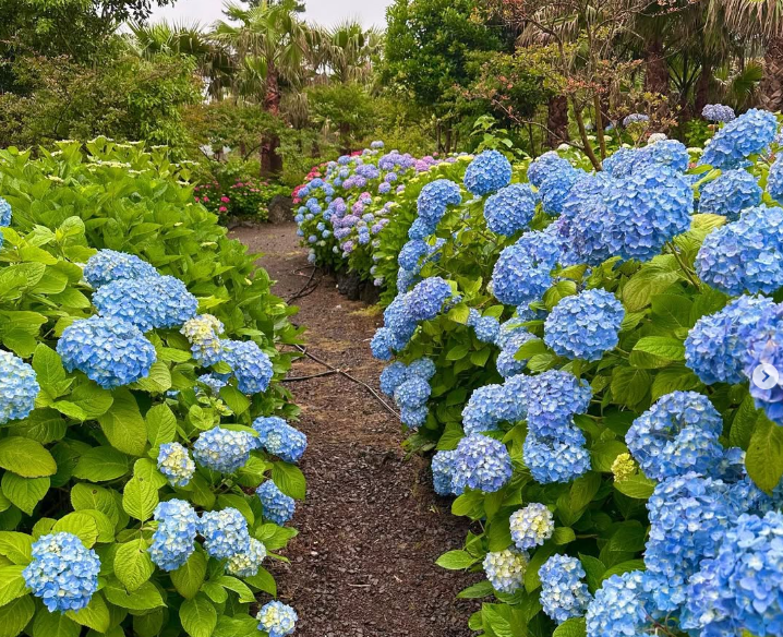 제주 수국 명소 현애원|수국 개화 시기부터 포토존, 입장료까지 총정리