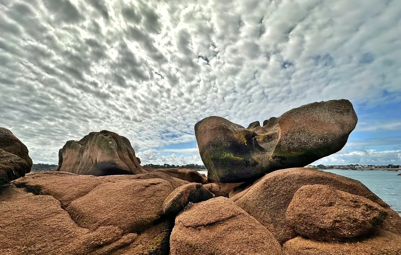 개와 고양이 암 치료 혁신! 유전자 치료 최신 기술 완벽 정리