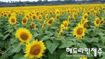 해바라기 재배 파종 깊이 지주 세우기 씨앗 수확_7
