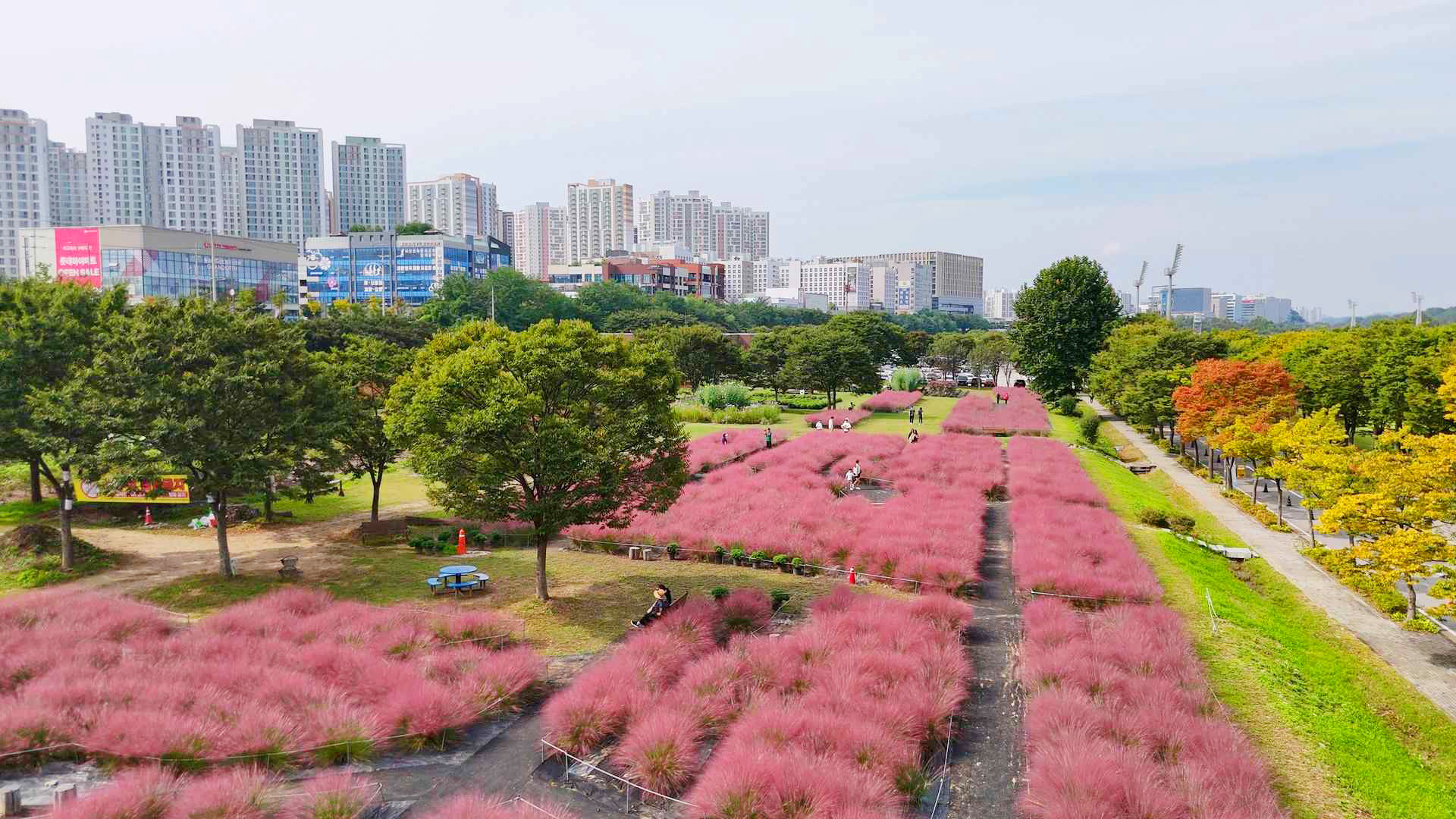하남 미사경정공원 핑크뮬리