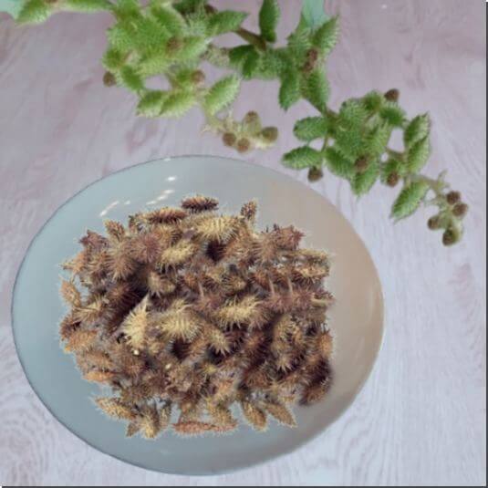 도꼬마리 사용법, 도꼬마리 열매 창이자