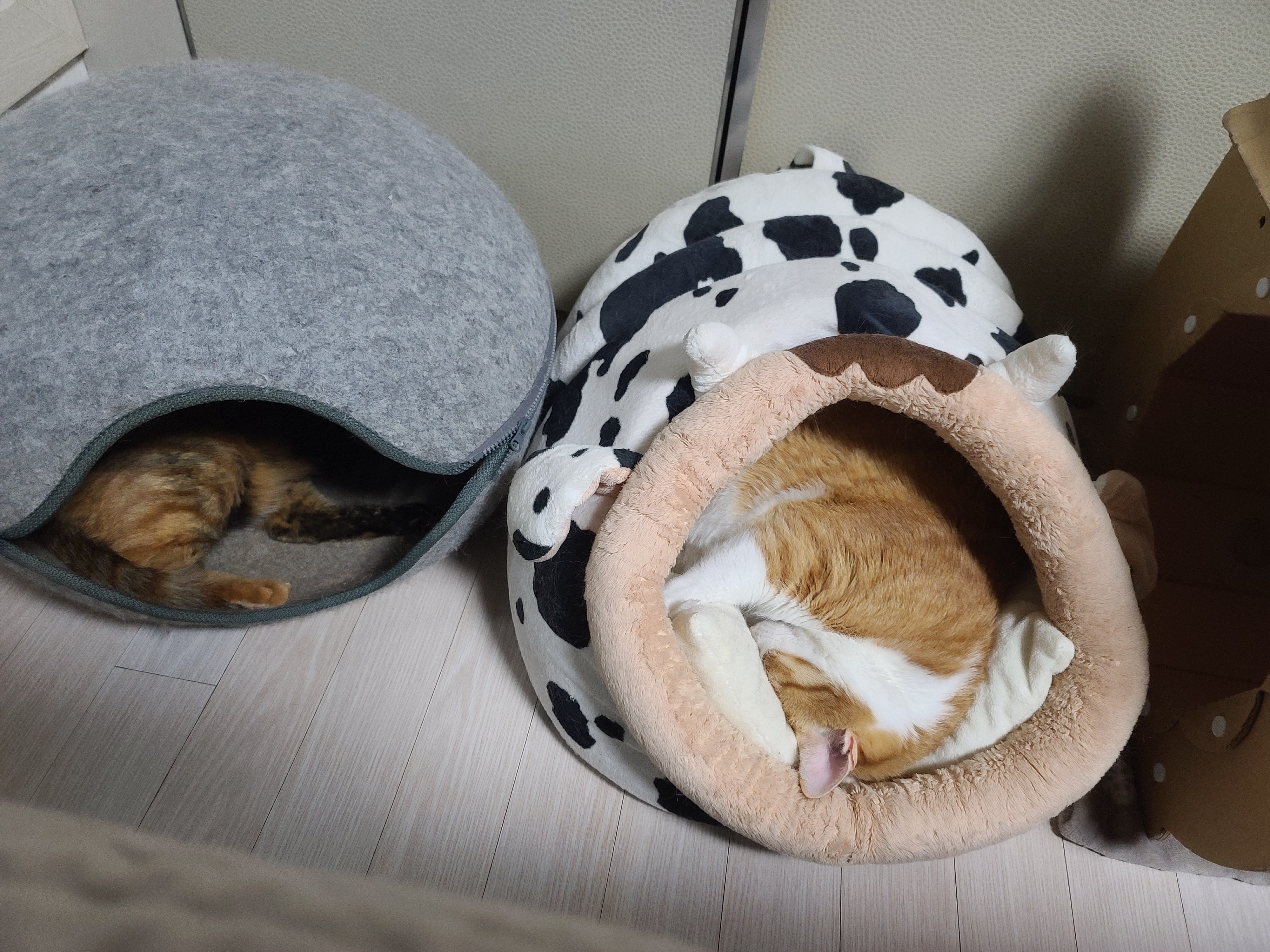 크리스마스에 고양이들은 뭘할까?