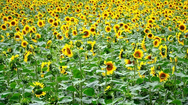 태백 해바라기 축제