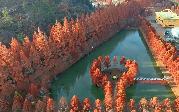 가을에 꼭 가봐야 명소 담양 메타세쿼이아길