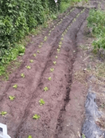 김장 배추 모종 심는 시기