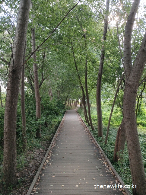 A peaceful wooden walkway in the forest, helpful for easing heat exhaustion symptoms./ 더위 먹었을 때 증상 해소에 도움이 되는 평온한 숲속 나무 데크길.