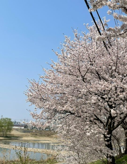 전주천 벚꽃길