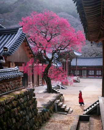 대한민국 벚꽃&middot;매화가 유명한 여행지 톱 5