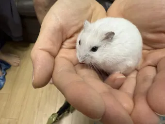 햄스터 한밤중에 집을 탈출하려는 이유 관리_16