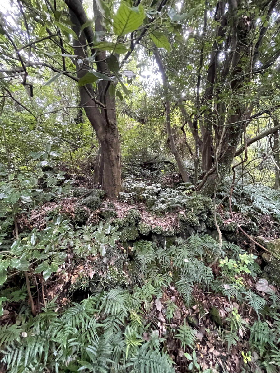 제주 곶자왈 도립공원