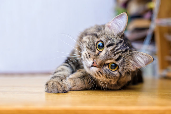 고양이 꿈 해몽 [새끼 고양이&amp;#44; 검은 고양이&amp;#44; 고양이 보는 꿈 등 ] 
