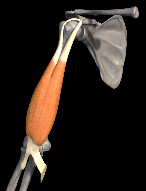 어깨 통증 원인