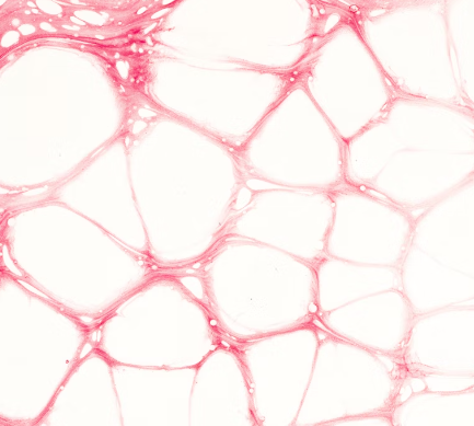 아르기닌 효능 - 혈관