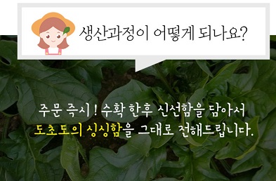 섬초-생산과정
