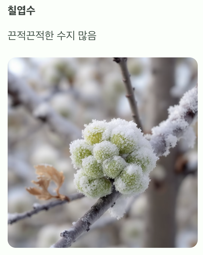네 번째, 겨울눈의 끈적임 차이