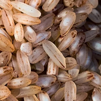 현미 효능과 부작용 영양성분 칼로리 다이어트