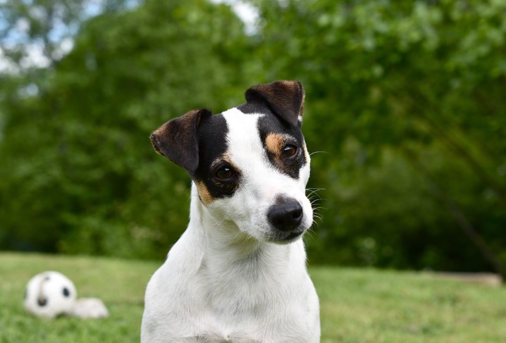 잭 러셀 테리어