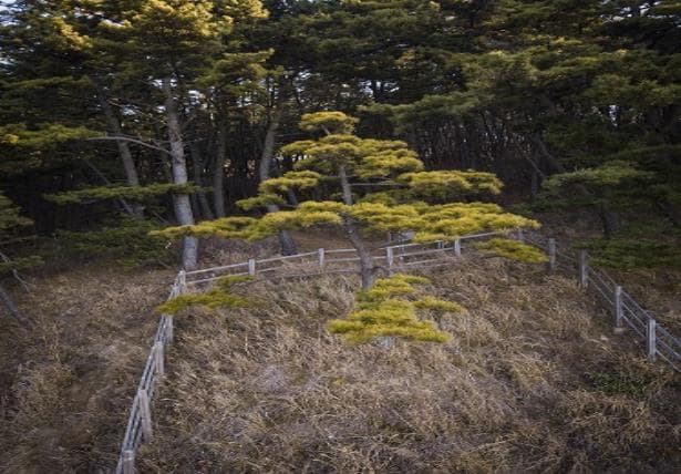 황금 곰솔
