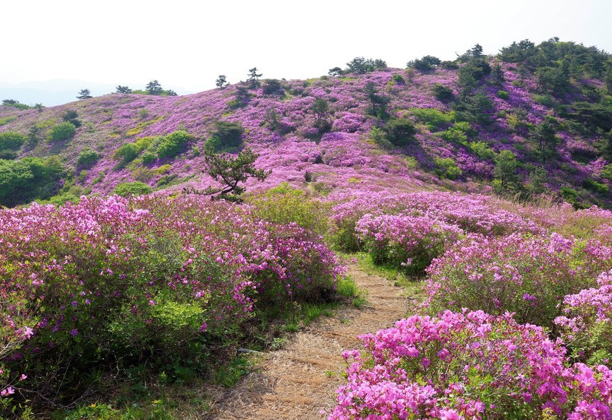 일림산 철쭉 1