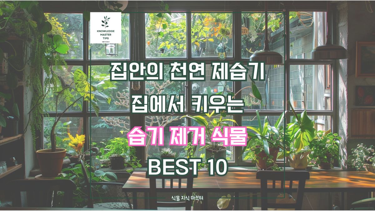 집안의 천연 제습기, 집에서 키우는 습기 제거 식물 BEST 10