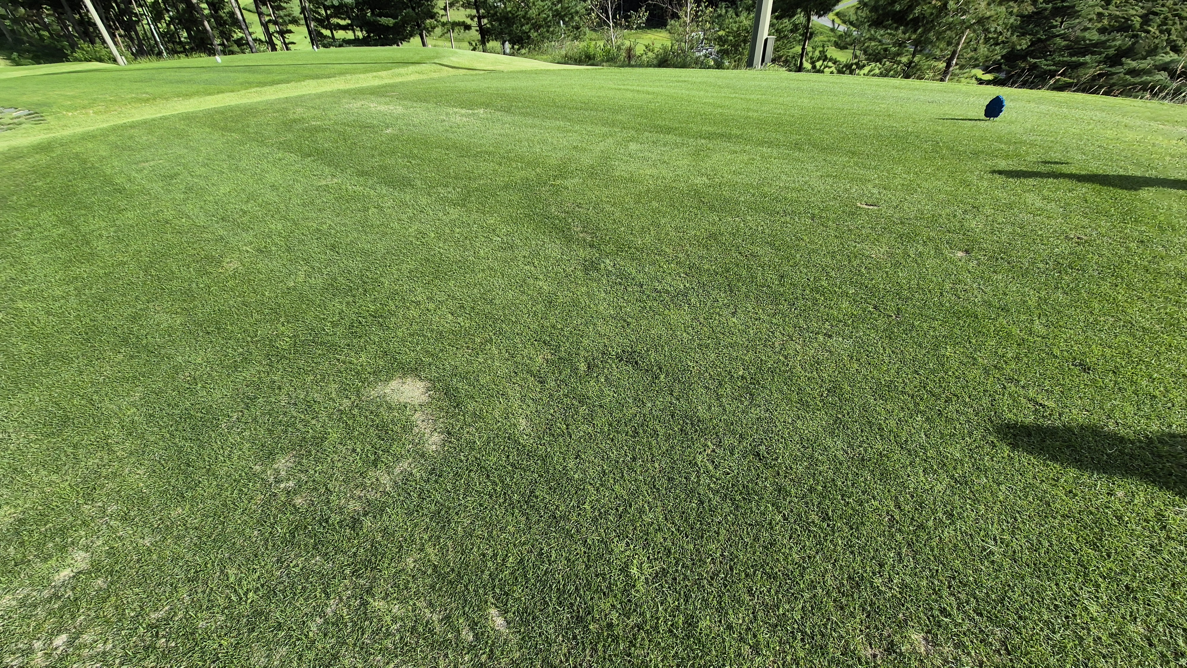 오크힐스cc 티잉구역 상태