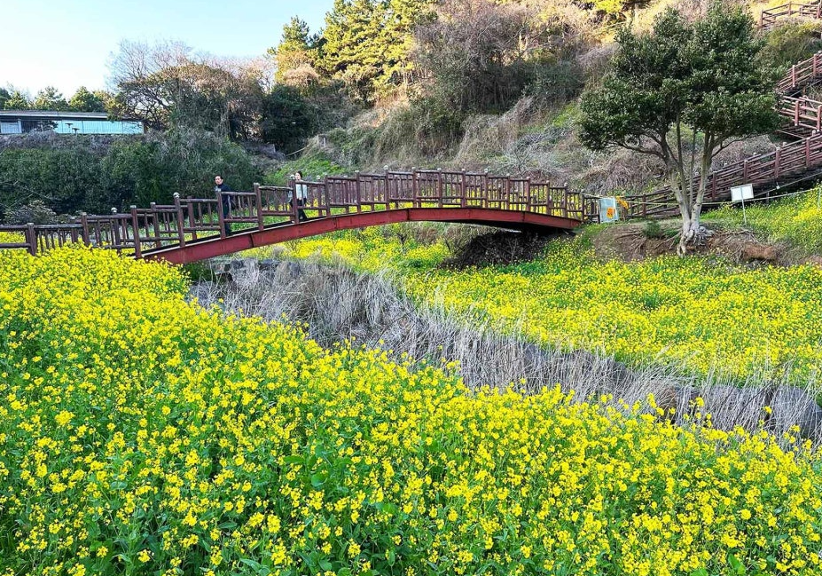 엉덩물계곡 유채꽃 1