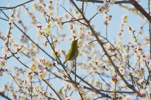 광양매화꽃축제