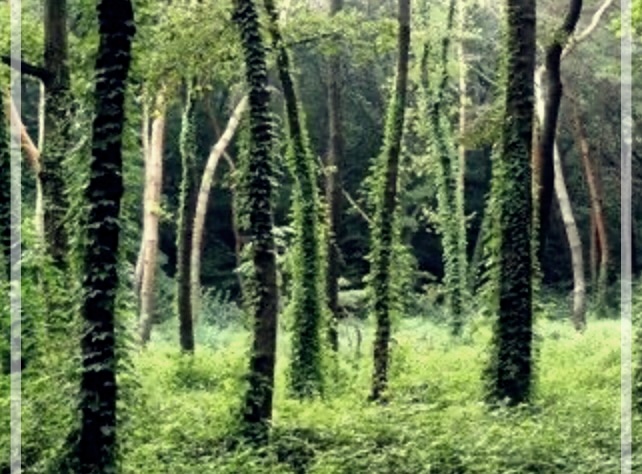 간 건강에 좋은 약초와 음식들