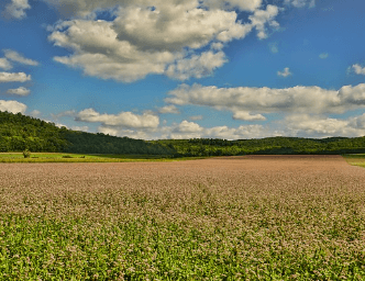메밀묵을 활용한 다양한 요리법