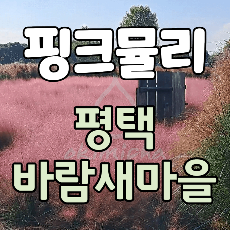 평택_바람새마을_핑크뮬리_명소