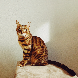 고양이-품종-17가지-종류-완벽-총정리