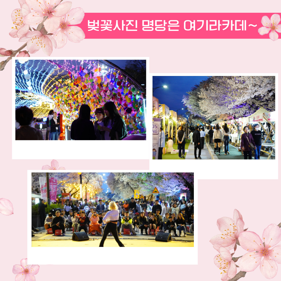 안동 하회마을 벚꽃 축제 관련 이미지