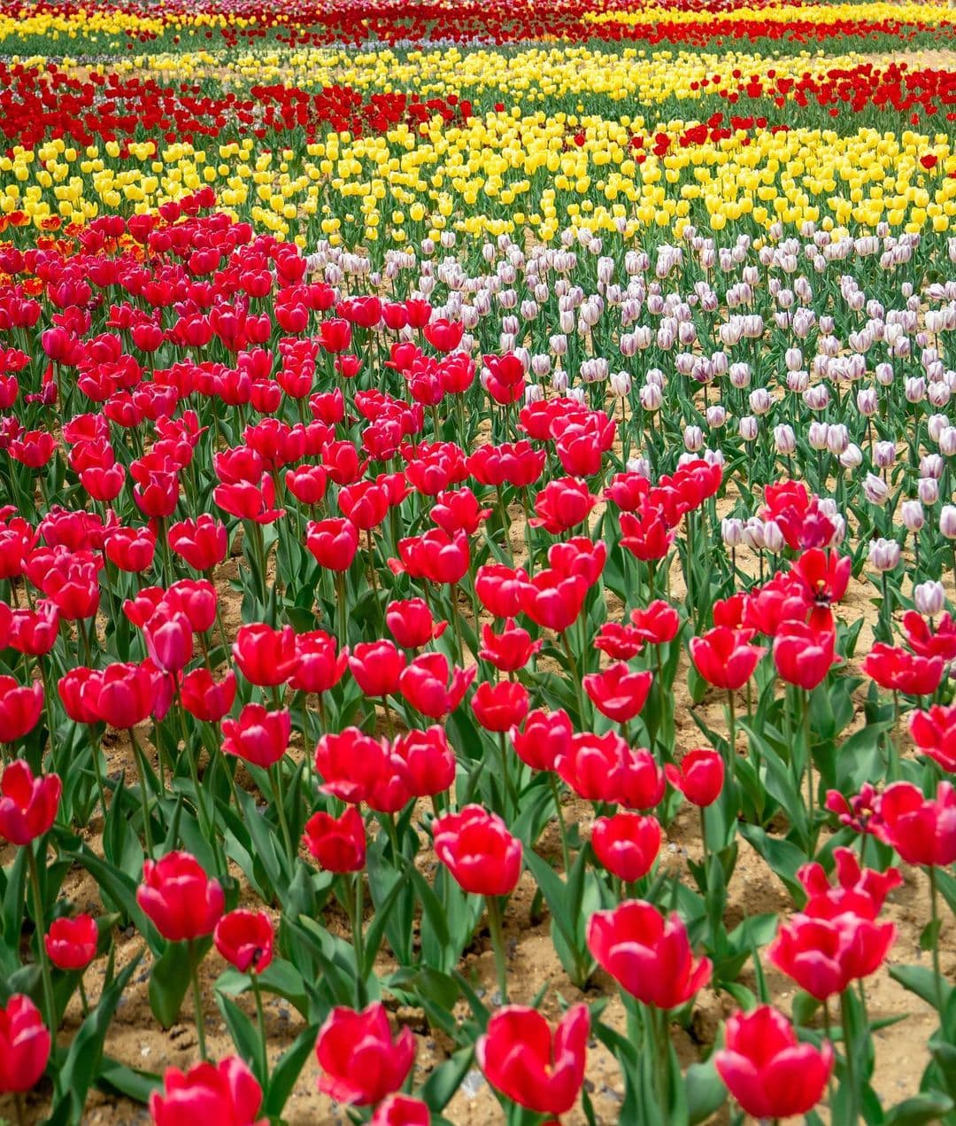 [충남 논산]사계절 내내 머물고 싶은 곳, 피나클랜드 수목원 이야기