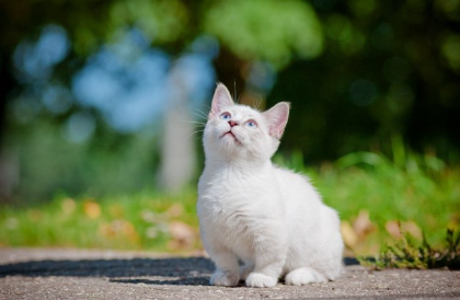 위를 보는 고양이.