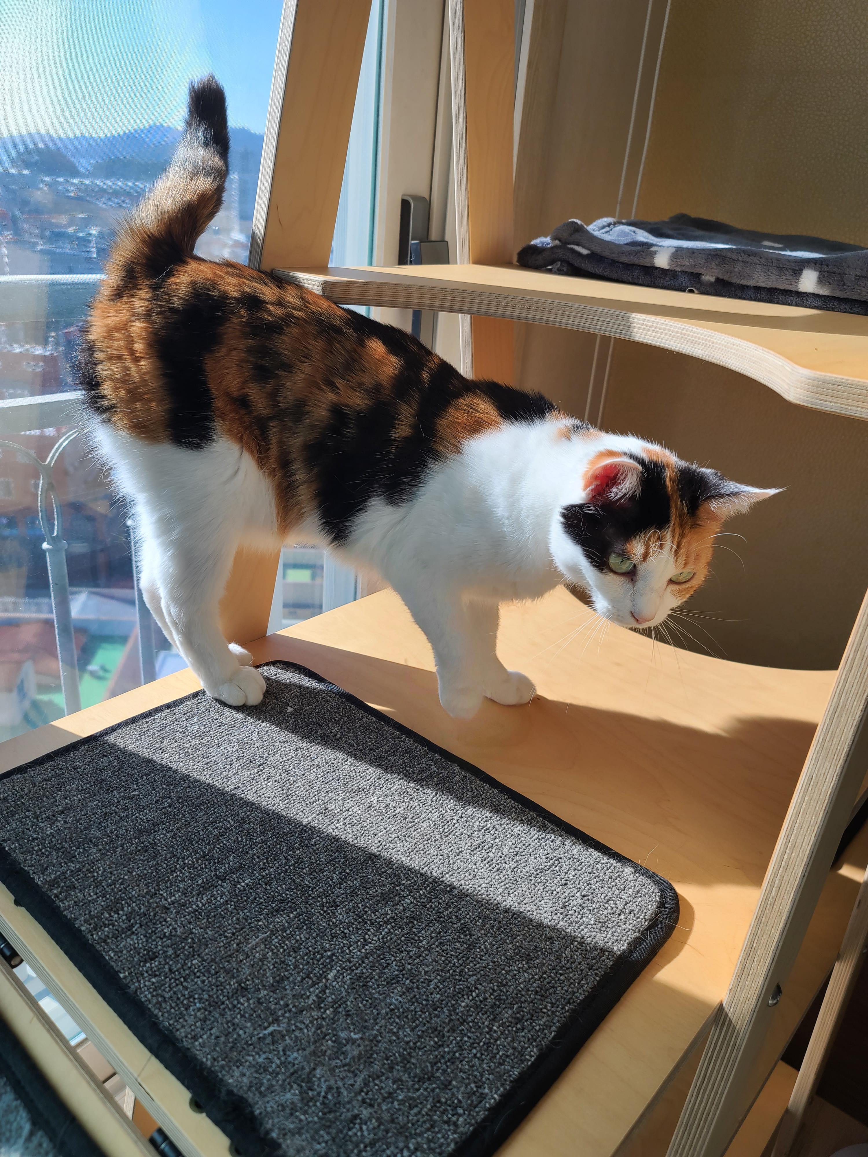 햇살 좋은 아침 고양이들과 모닝인사