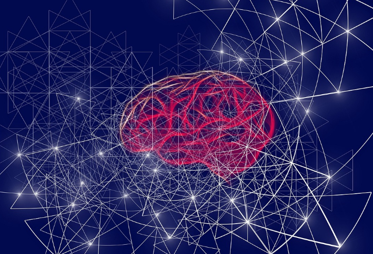 뇌 발달을 표현한 이미지