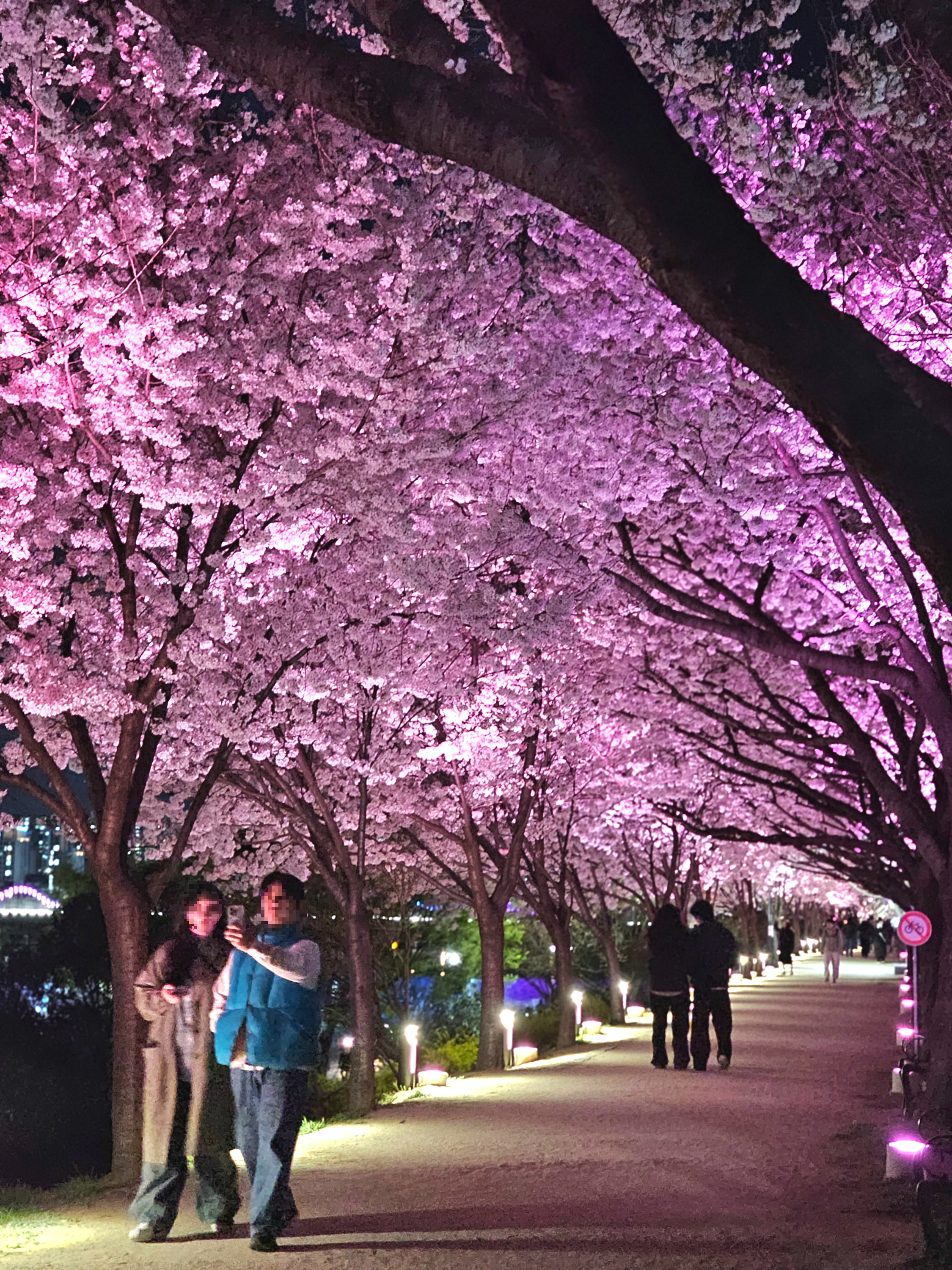 동촌유원지 벚꽃