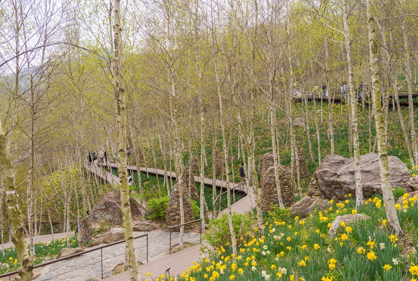 수선화