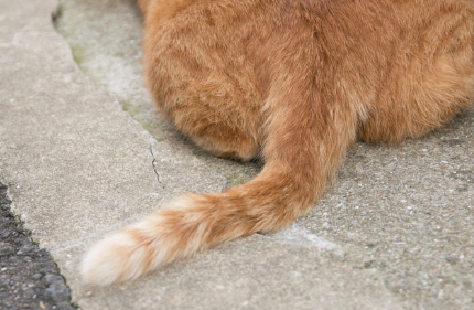 갈색 호랑이의 엉덩이.