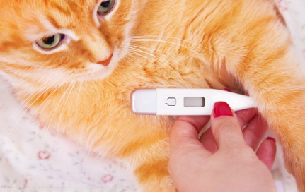 열을 재는 고양이.