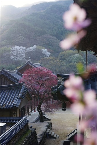 대한민국 벚꽃&middot;매화가 유명한 여행지 톱 5