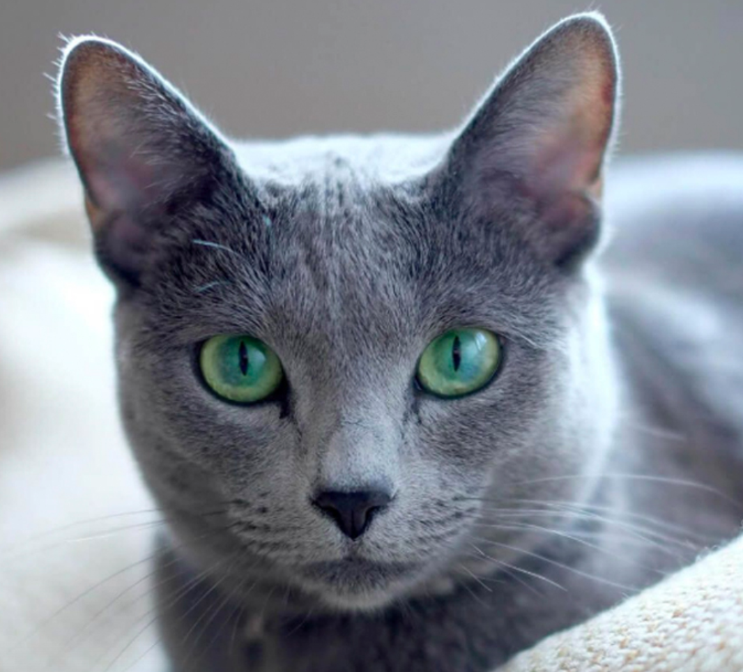 러시안블루 질병