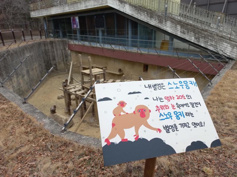 전주동물원 일본 원숭이