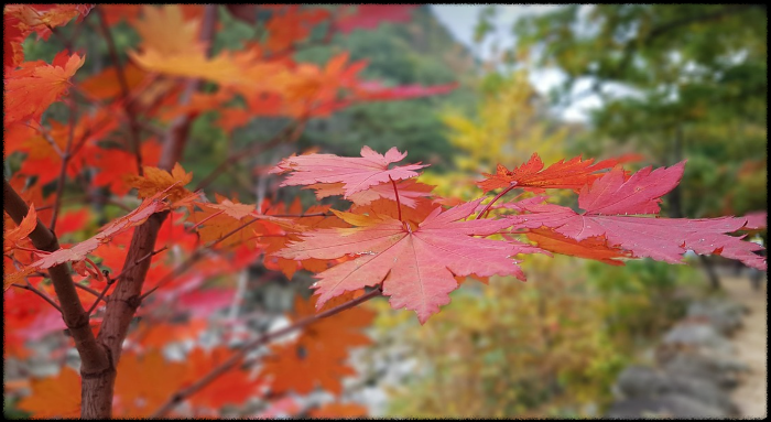 아이와 함께하는 설악산 단풍여행 (케이블카 중심, 쉬운 코스)
