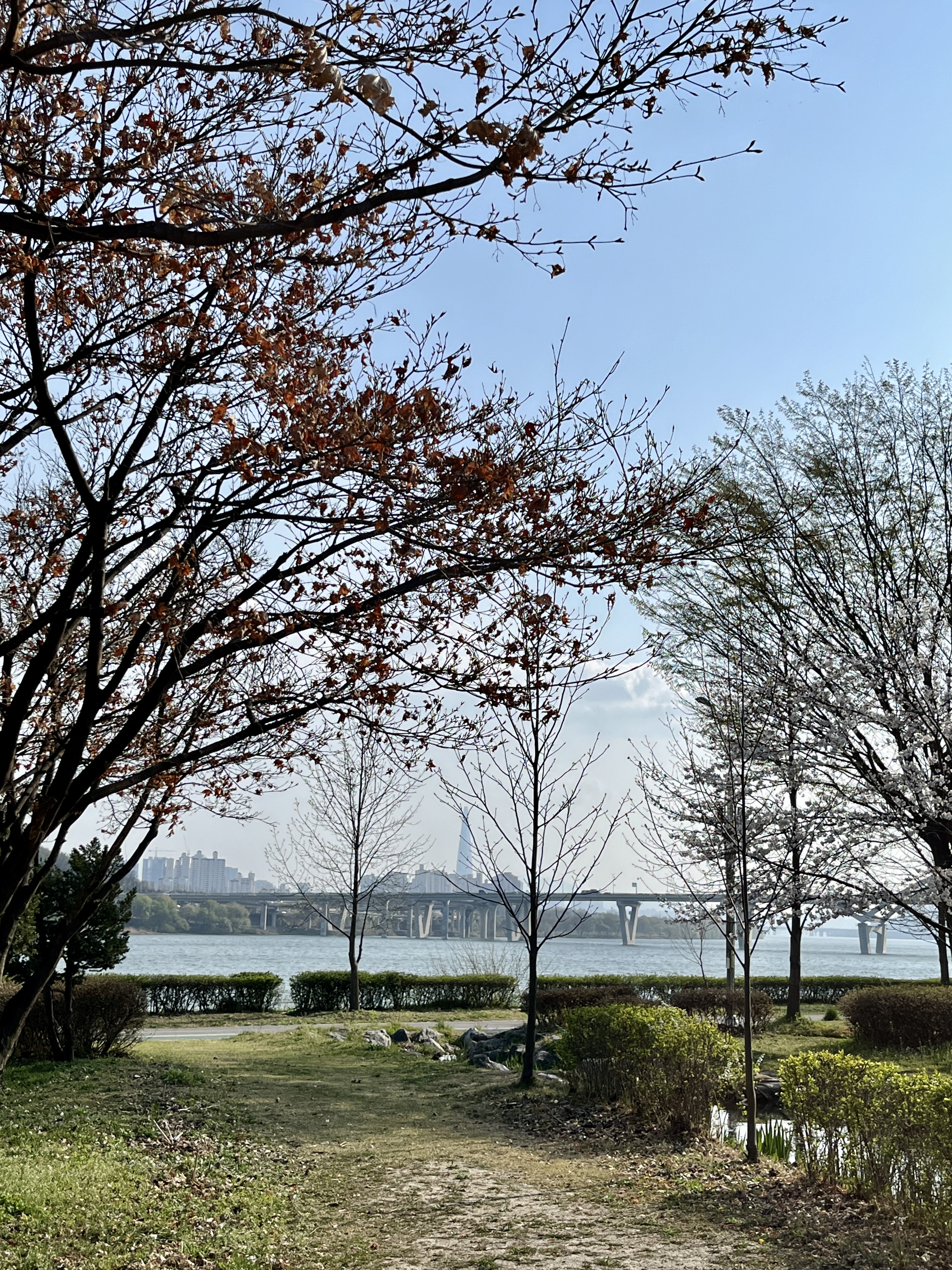 구리시민한강공원 벚꽃