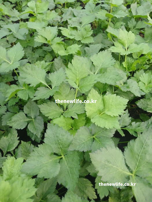 참나물 효능의 혈관 건강에 도움을 주는 칼륨 성분이 풍부한 참나물 실사진