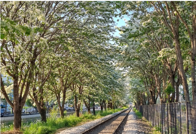 전주 이팝나무 축제