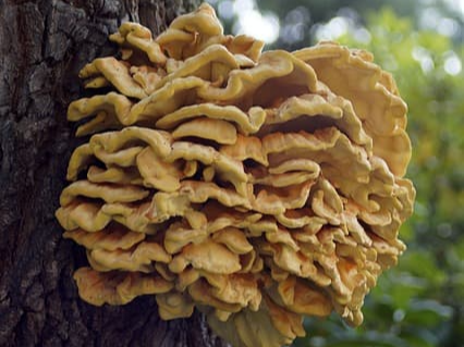 건강관리에 좋은 상황버섯